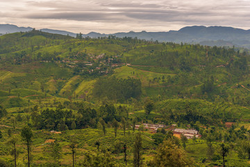 Fototapeta na wymiar Sri Lanka: famous Ceylon highland tea fields 