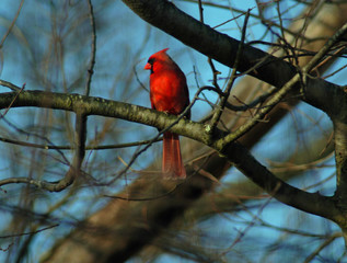 Cardinal