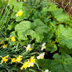 Rhubarb and daffodil  plants in the spring garden