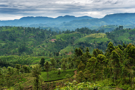Sri Lanka: famous Ceylon highland tea fields 
