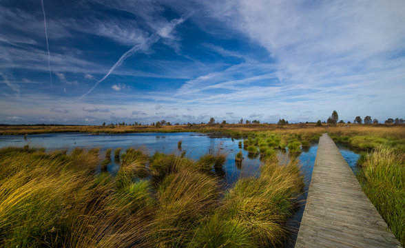 Wooden gang plank leading through the beautiful landscape of the High Fens - Hautes Fagnes - Belgium