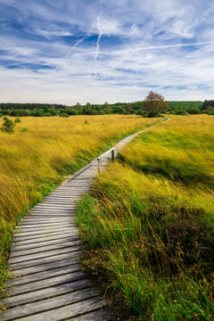 Wooden gang plank leading through the beautiful landscape of the High Fens - Hautes Fagnes - Belgium
