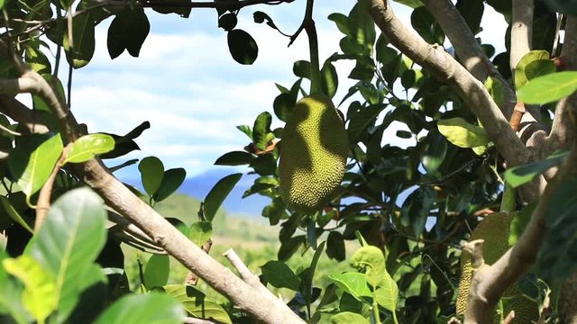 Closeup view of jackfruit on tree branches in garden in Vietnam
