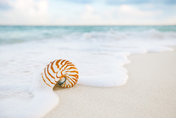 Fototapeta na wymiar nautilus sea shell on golden sand beach in soft sunset light