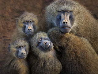 BABOONS, FAMILY, GUIENA BABOONS, PAPIO PAPIO, AFRICA, PRIMATE, WILD, WILDLIFE, MAMMALS, EYES, ANIMALS, NATURE