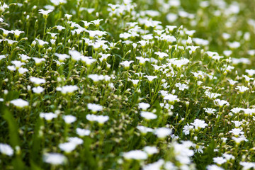 White flowers of Stellaria holostea