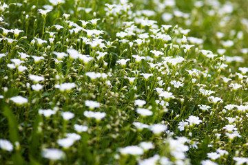 Fototapeta premium White flowers of Stellaria holostea