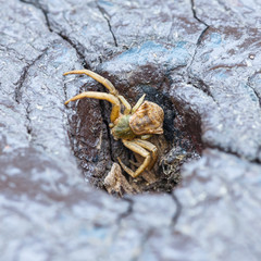 Spider molting in park