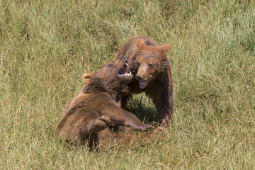 BEAR, MAMMAL, ANIMAL, NATURE, ACTION, WILD, WILDLIFE, FIGHT, BROTHERS