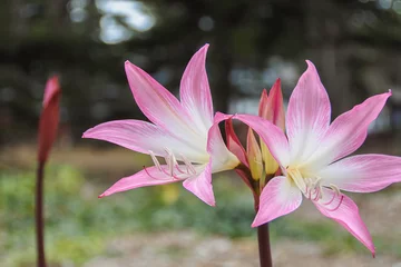 Bright Pink Crinum powellii Blooming in Coastal Forest © benderphotoo