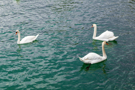 Three white Swans swimming in a lake.