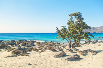single tree on rocky beach