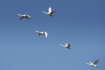 Finnish national bird flying high