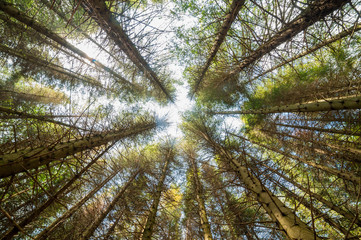 View of of tall pine tree forest from below
