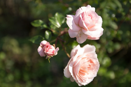 Roser Rosen