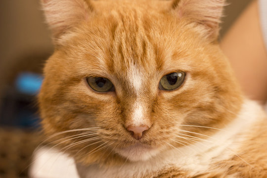 Red-headed Cat. A Careful Look