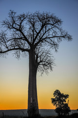 Fototapeta na wymiar Baobab at sunrise