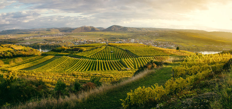 Sunset over vineyards