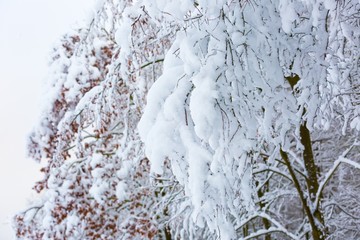 Beautiful winter trees branches with a lot of snow