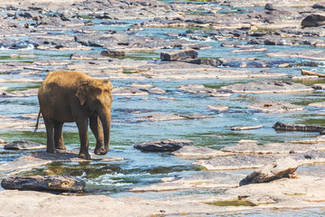Elephant is walking in river water between the rocks. Sri Lanka,