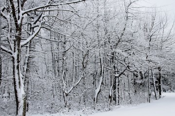 Mount Davis, PA / Forbes State Forest at winter
