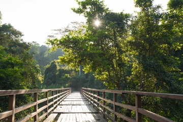 Fototapeta na wymiar lighting flare effect. Mangrove forest with wood walkway bridge
