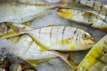 fish market abu dhabi, fish, market, fhish in ice, Shrims, seafood