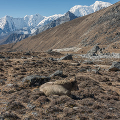 A Yak in the pasture under the Renjo Pass - Gokyo region, Nepal, Himalayas