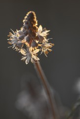 Schaumblüten (Tiarella) im warmen Licht