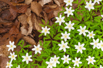 Buschwindröschen, Frühlingsanfang, Anemone nemorosa, weiße Frühlingsblüten durchbrechen die winterliche Laubschicht im Buchenwald, Waldboden, Jahreszeitenwechsel, Blütenteppich