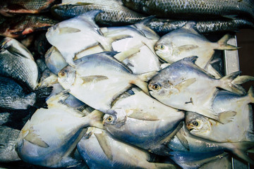 fish market abu dhabi, fish, market, fhish in ice, Shrims, seafood