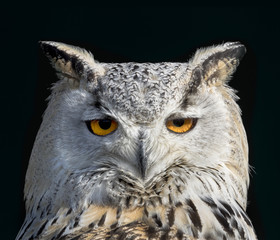 OWL, SNOW OWL, BIRD, EYES, YELLOW, WHITE, FEATHER, PEAK, FLIGHT