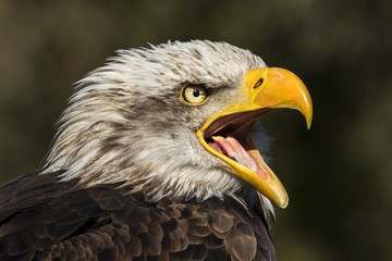 BIRD, SNOW EAGLE, AMERICAN EAGLE, FEATHERS, MOUTH, TOUNGUE, PEAK, YELLOW,