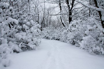 Mount Davis, PA / Winter at Mount Davis