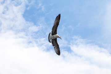 Beautiful seagulls soaring in the blue sky 