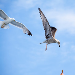 Beautiful seagulls soaring in the blue sky 