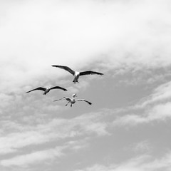 Beautiful seagulls soaring in the blue sky 