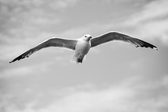 Beautiful seagulls soaring in the blue sky 