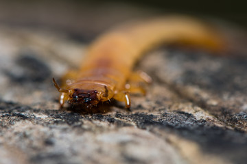 Pyrochroa coccinea cardinal beetle larva with antennae raised. Head and mandibles of insect in the family Pyrochroidae, showing flattened shape for life between rotting wood and loose bark