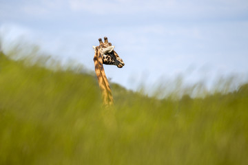 GIRAFFE, GRASS, MAMMAL, SKY, BLUE, GREEN, SUN, WILD, WILDLIFE, ANIMAL,