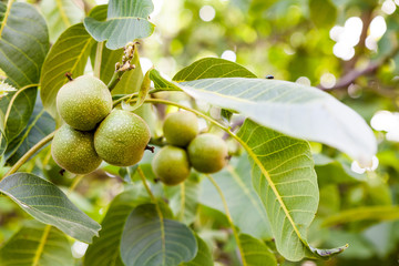 Green, unripe walnuts with natural background