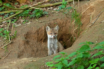red fox, vulpes vulpes, Czech republic
