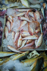 fish market abu dhabi, fish, market, fhish in ice, Shrims, seafo