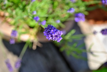 Lawenda © bnorbert3