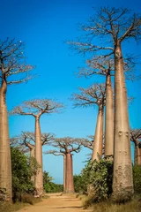 Door stickers Baobab Avenida de Baobab
