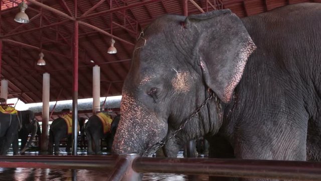 Pattaya, Thailand on November 24 Elephant closeup
