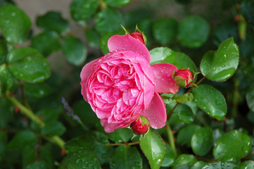 Pink Rosa odorata