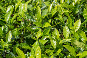 Close-up photograph of tea plant