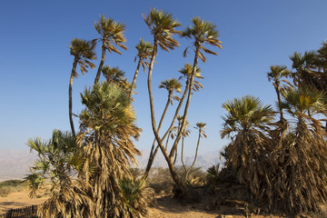 LANDSCAPE, PALMS, DESERT, BLUE SKY, ISRAEL, SAND