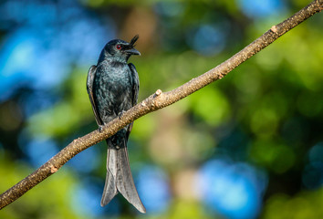  Madagascar Crested Drongo bird
